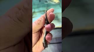 A baby sported gar  was fed to Arapaima #shorts #viralshort #arapaima #viral #ytshort #monsterfish