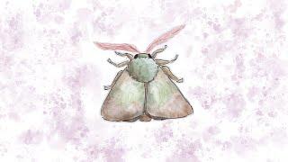 music for bugs - moth