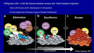 “Immunotherapies and Endocrinopathies” by Laleh Razavi-Nematollahi, MD