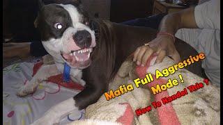 How To Control Your Dog's Aggressive Behavior | Mafia PitBull Dog full Aggressive