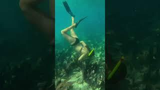 Florida Keys Snorkeling: Explore Robbie's of Islamorada under the sea! -  #islamorada #floridakeys