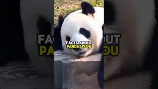 PANDA FACTS? #shorts #short #shortvideo #facts #panda #animals #bear #wildlife #shortsfeed