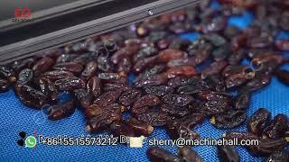 Dates Processing Plant Date Washing and Sorting