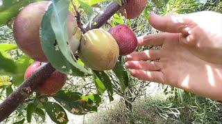 A Tour of Fruit and Nut Trees in the Permaculture Swale Food Forest