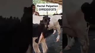 Rectal Palpation | Dr. Enamul Haque | 01932051373