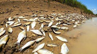 wow a fisherman catch catfish by hand skill