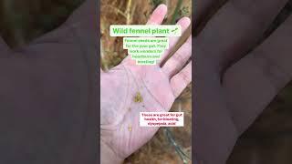 Natural Remedy for Acid Reflux and Bloating : Fennel Seeds | Stomach Doctor Explains #healthtips