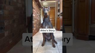 Atlas has been ADOPTED!!  #rescuedogs #dogsofyoutube #fosterdog #doberman #dobermanpinschers