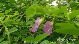 Shankupushpam Bluebellvine blue pea butterfly pea