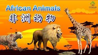 Name of African Animals sounds|【非洲动物】|中文加油站2022