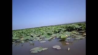 Экскурсия на Лотосы в Анапе.@.Excursion to the Lotuses in Anapa.@.