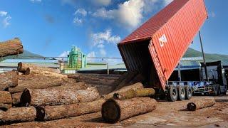 Amazing Large Sawmill Work Process. Raw Wood Processing Plant in South Korea.