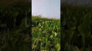 OSM River Vlog