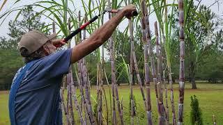 Topping the Cane!