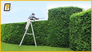  OVERGROWN Hedges Are Cut Like CHEESE - Satisfying Hedge Trimming , Lawn Care & Grass Cutting