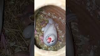 java sparrow ️ breeding season progress #youtube #subscribe #youtubeshorts #viral #java