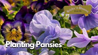 Planting Pansies  // Spring Gardening // How to Plant