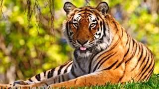 Tigers Slideshow