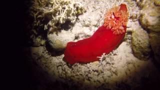 Red Sea liveaboard dive holiday 2016 Aftermovie @ Blue Fin, Blue o two