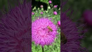 Honeybee working a milk thistle bloom