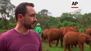 Elephant conservationist Daphne Sheldrick remembered