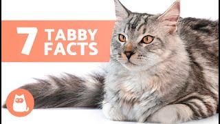 7 FACTS About TABBY CATS  Why They Are So Special