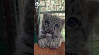 Incredible Wild Animal Change #animals #funny #cute