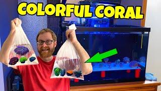 Buying Some Of The Most Colorful Corals!! Mind Blown