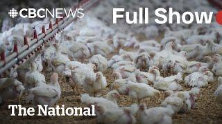 CBC News: The National | Human avian flu case in Canada