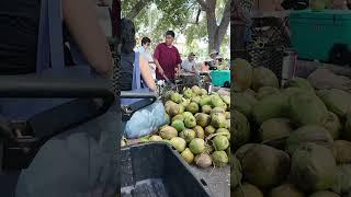 Coconut Man Chopping Coconut