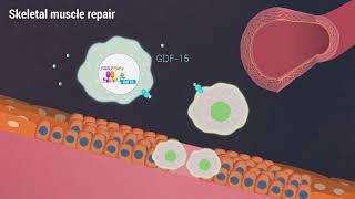 A growth factor–expressing macrophage subpopulation orchestrates regenerative inflammation