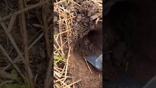 An EPIC medieval metal detecting discovery! #metaldetecting #medieval