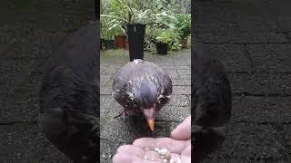 Wet Wood Pigeon 