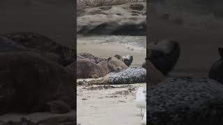 Seal Making a Break for it!