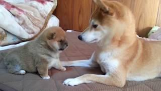 【本編】赤ちゃん柴犬の届かない「ぱんち」は攻撃力がすごい。A roly‐poly Shiba Inu puppy, punches don't reach.