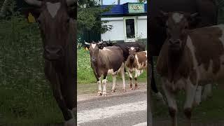 Вити́м — посёлок городского типа в Ленском районе Республики Саха (Якутия).