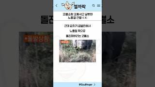 코뿔소랑 교통사고 날뻔한 노홍철??!!