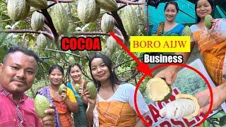 Kapal Gwnang Bihamjwfwr || Boro Aijw Palangi | Kajalagaon COCOA Nursery