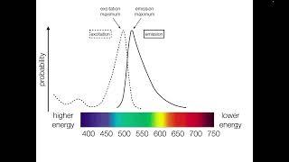 Fluorophore Spectra