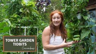 How to Grow Cucumbers on an Aeroponic Tower Garden // Hydroponic Cucumbers