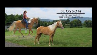 "Meet Blossom" Palomino Racking Mare For Sale (Gaited/Show/Trail)