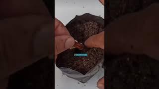 New Technique for Growing Date Palm #dateplam #date #farming #shorts #plzsubscribe