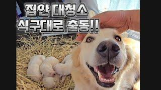 몽실이 집 대청소