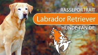 ► Labrador Retriever [2020] History, Appearance, Temperament, Training, Exercise, Care & Health