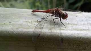 ruddy darter