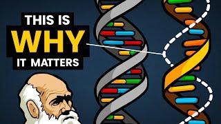 DNA vs RNA - Differences in Form and Function | Stated Clearly