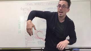 Spinal Nerve Plexus | Peripheral Nervous System