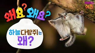 하늘을 나는 다람쥐가 있다고?ㅣ하늘다람쥐는 왜?ㅣ왜요? 왜요? 궁금할 만두ㅣKBS 240926 방송