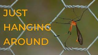 Marvels of Nature: Scorpionflies and Hangingflies