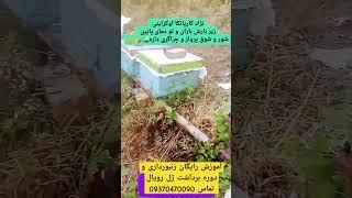 نژاد زنبوری که در هوای بارانی فعالیت دارد کارپاتکا اوکراینی#آموزش #تولیدمحتوا #زنبورداری #viral